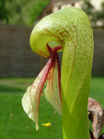 Darlingtonia californica 