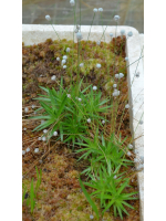 Paepalanthus tortilis