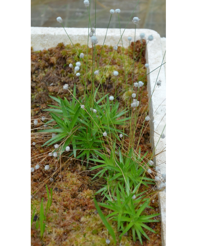 Paepalanthus tortilis Paepalanthus tortilis