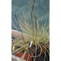 Drosera filiformis, florida giant-Drosera tempérés
