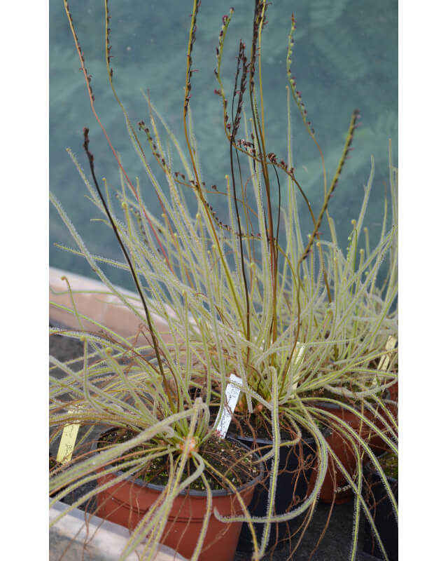 Drosera filiformis, florida giant-Drosera tempérés
