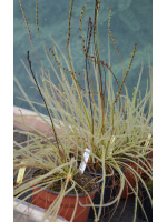 Drosera filiformis, florida giant