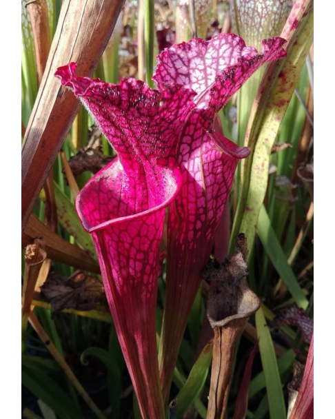 S. leucophylla -- 'Bonbon', pitchers nearly completly pink colored 