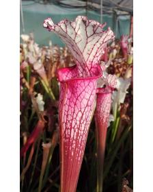 S. leucophylla -- Red/pink tube, Perdido, AL (PW)(L49b,MK)