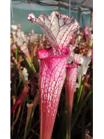 S. leucophylla -- Red/pink tube, Perdido, AL (PW)(L49b,MK)