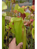 S.Leah wilkerson x Leah wilkerson