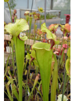 S.Leah wilkerson x Leah wilkerson