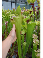 S.Leah wilkerson x Leah wilkerson