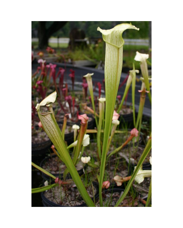 Sarracenia x Areolata 'White Knight'