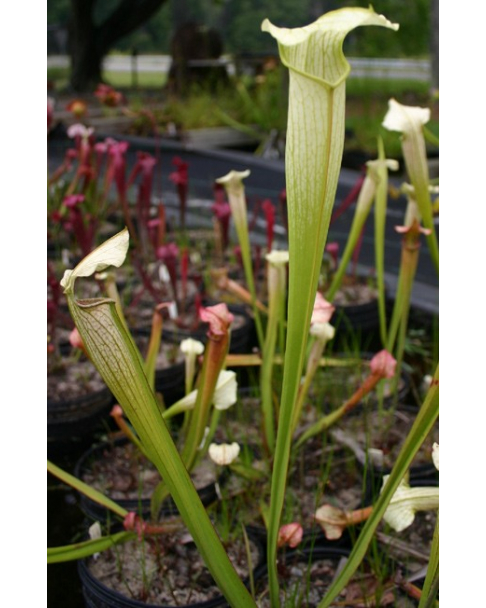 Sarracenia x Areolata 'White Knight'