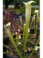 Sarracenia x Areolata 'White Knight'