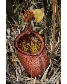 Népenthes palawanensis