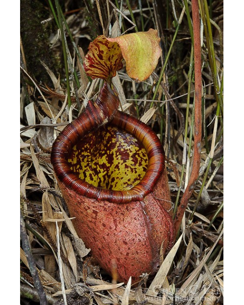 Népenthes palawanensis