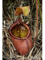 Népenthes palawanensis
