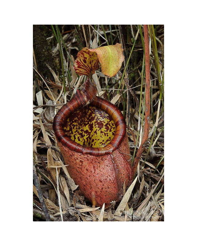 Népenthes palawanensis