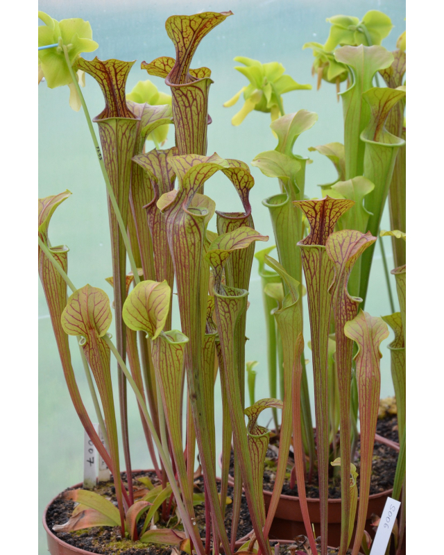 Sarracenia oreophila Sarracenia oreophila