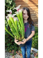 S.x Moorei -- Wilkerson's white knight  x S.x Moorei -- Wilkerson's red