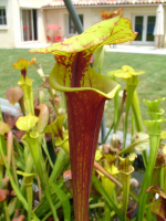 S. flava var. rubricorpora -- old german clone