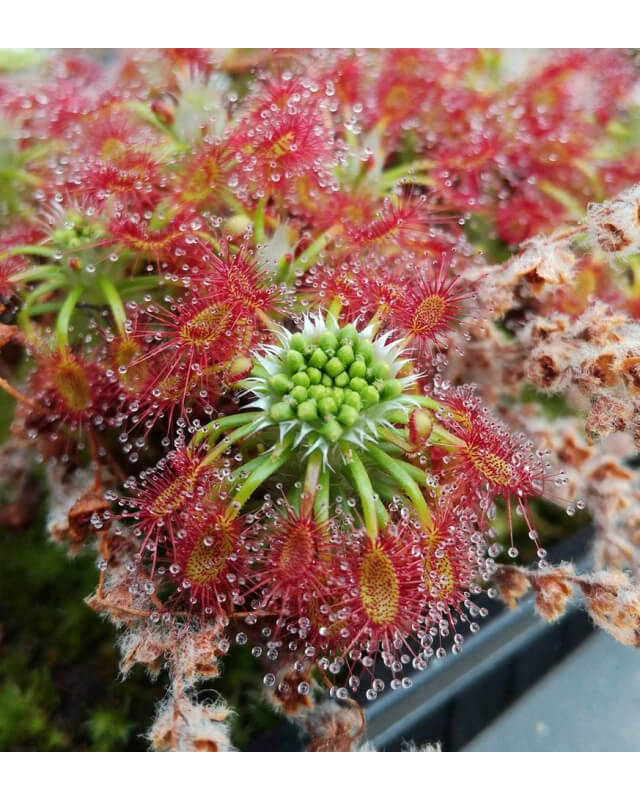 Drosera lasiantha-Drosera pygmées