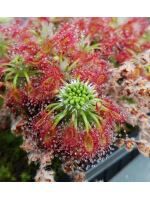 Drosera