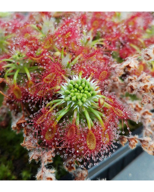 Drosera Drosera