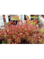 Drosera dichrosepala
