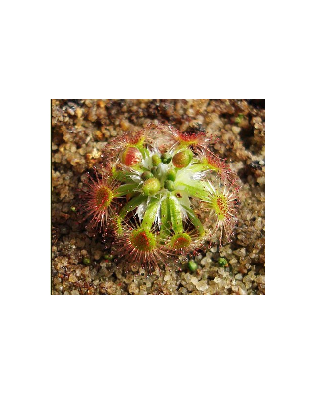 Drosera androsacea Drosera androsacea