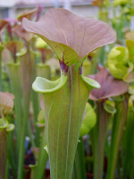 S. flava var. cuprea -- `Bronze’ (DC)(F196,MK)