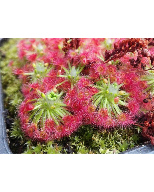 Drosera paleacea cranbrook Drosera paleacea cranbrook
