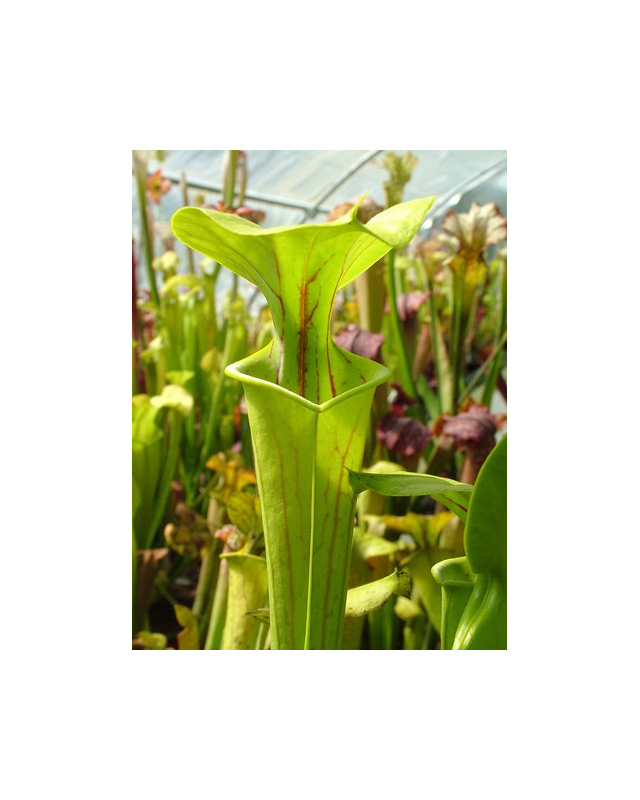 S. flava var. flava S. flava var. flava