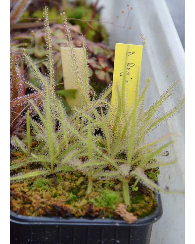 Drosera regia, 6/8cm