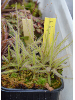 Drosera regia, 6/8cm