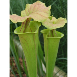 Sarracenia flava var. flava-var.flava