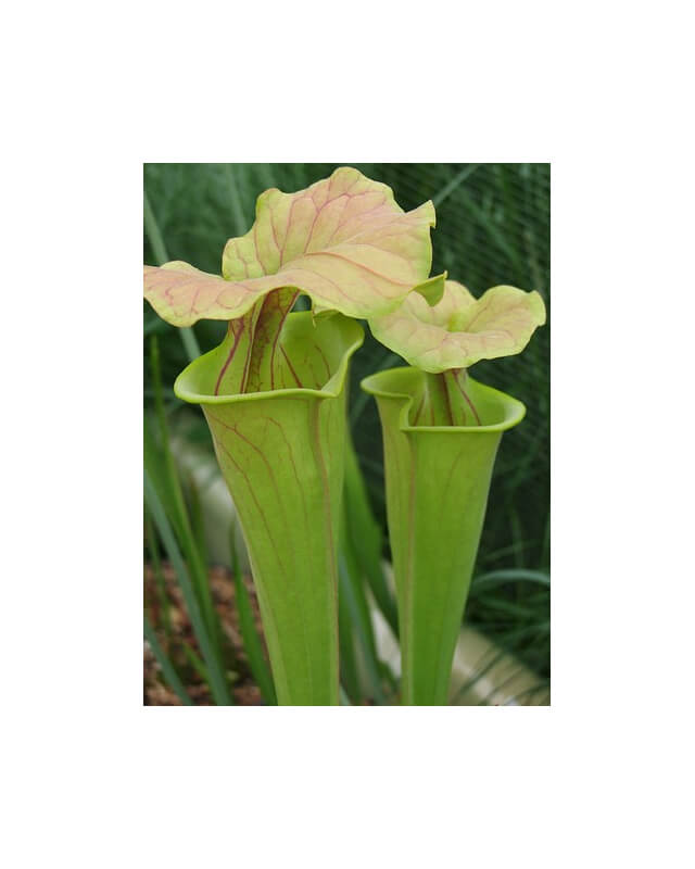 Sarracenia flava var. flava-var.flava