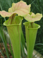 S. flava var. flava