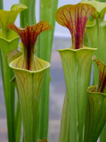 S. flava var. flava -- sante Coastal Reserve