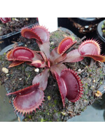 Dionaea 'red piranha'