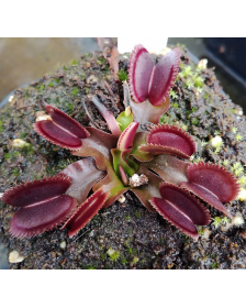 Dionaea 'bohemian garnet/ red sawtooth'