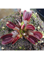 Dionaea 'bohemian garnet/ red sawtooth'