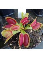 Dionaea 'SL seedling'