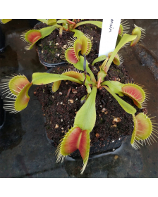 Dionaea 'Darwin'