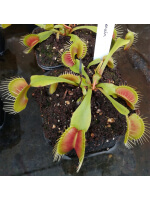 Dionaea 'Darwin'