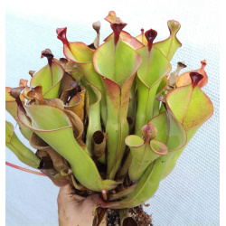 Heliamphora nutans