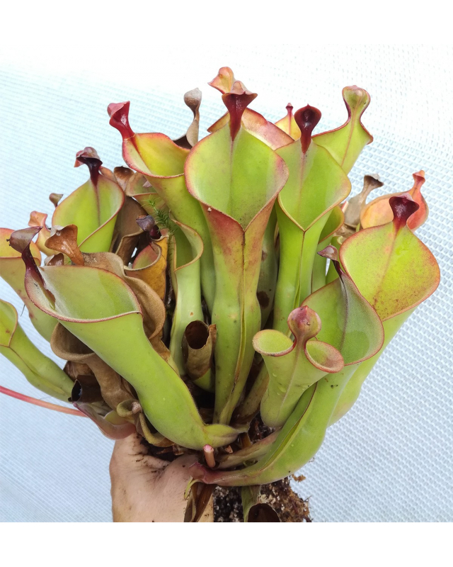 Heliamphora nutans Heliamphora nutans