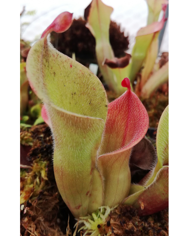 Heliamphora minor var. pilosa (auyan) Heliamphora minor var. pilosa (auyan)