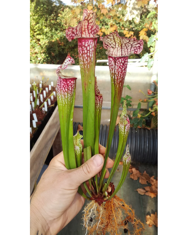 S. leucophylla x umlauftiana