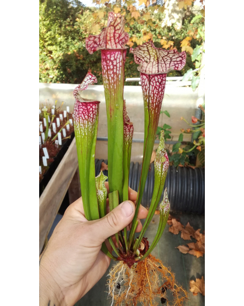 S. leucophylla x umlauftiana