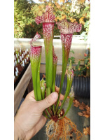 S. leucophylla x umlauftiana