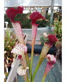 S. x areolata