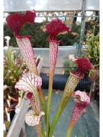 S. x areolata